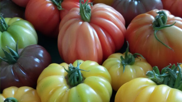 Tomates de couleurs variées L'Abri végétal de Compton présenté à leur kiosque du Marché de soir
