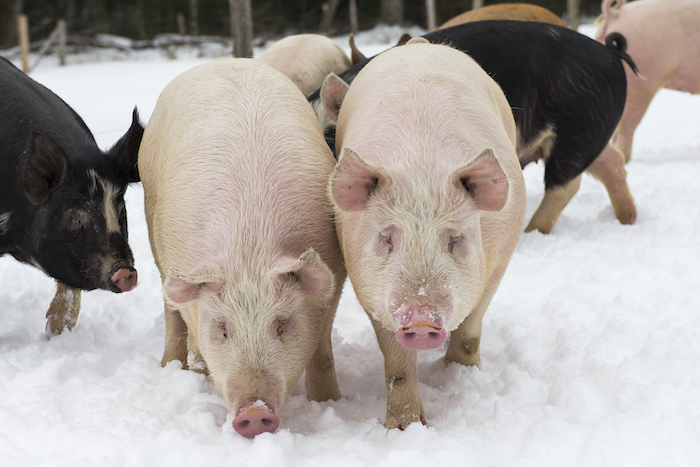 Les petits cochons de la ferme Lennon dans la neige