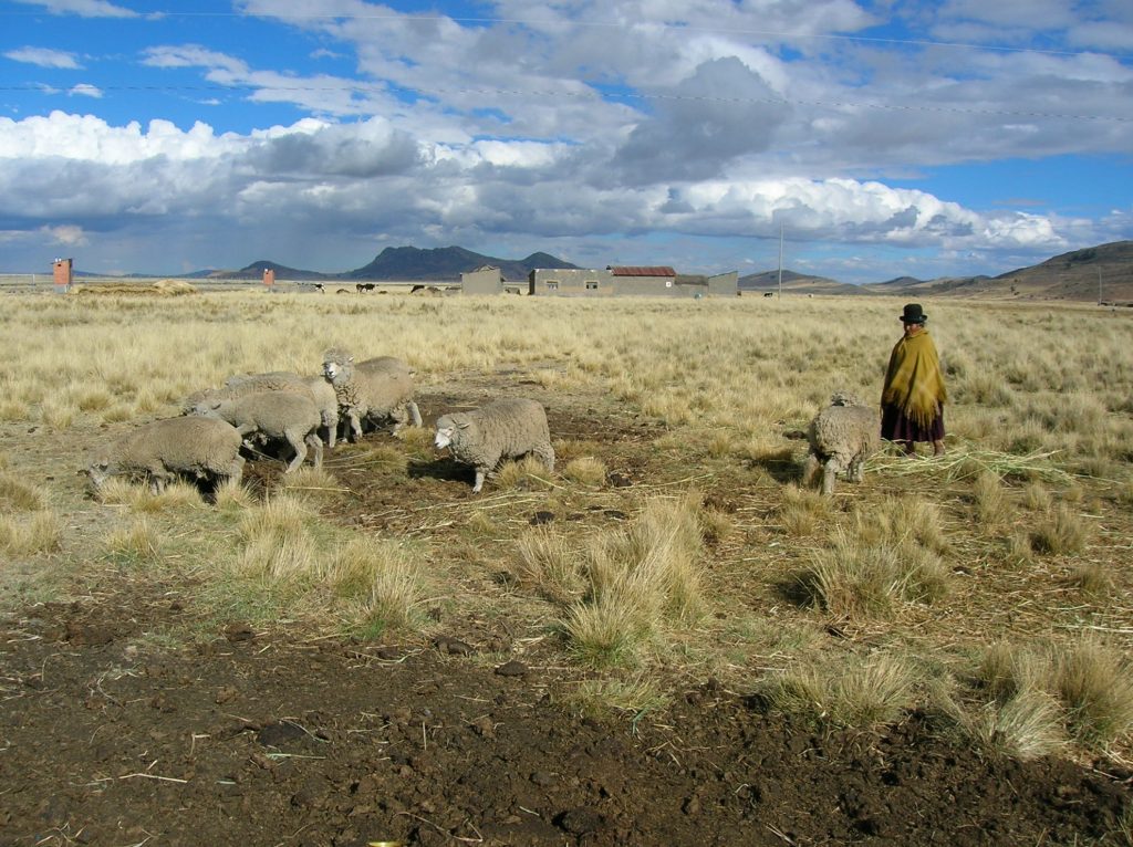 Paysane aymara, brebis, Altiplano bolivien