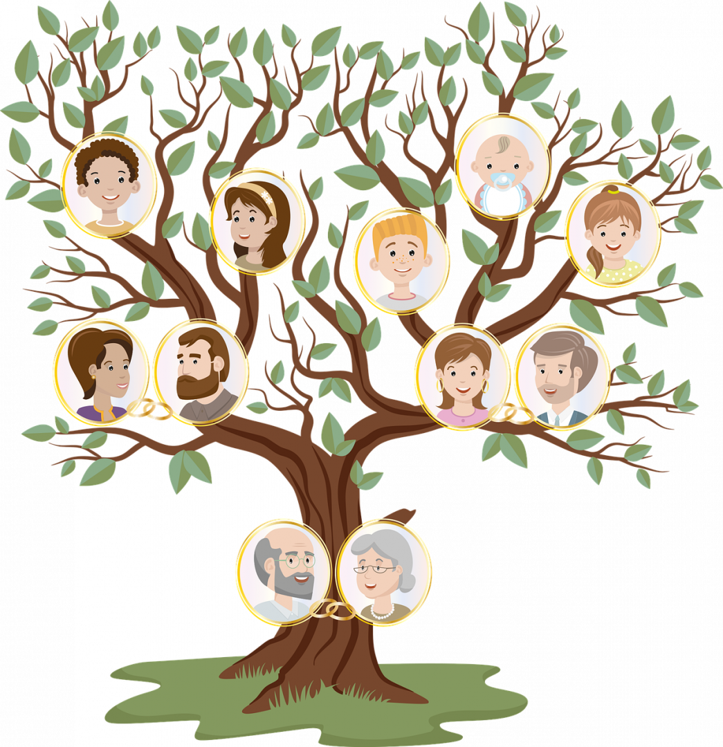 arbre généalogique; famille
