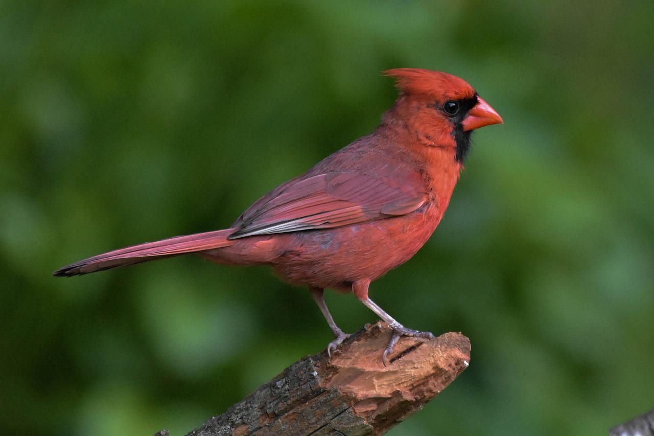 cardinal mâle