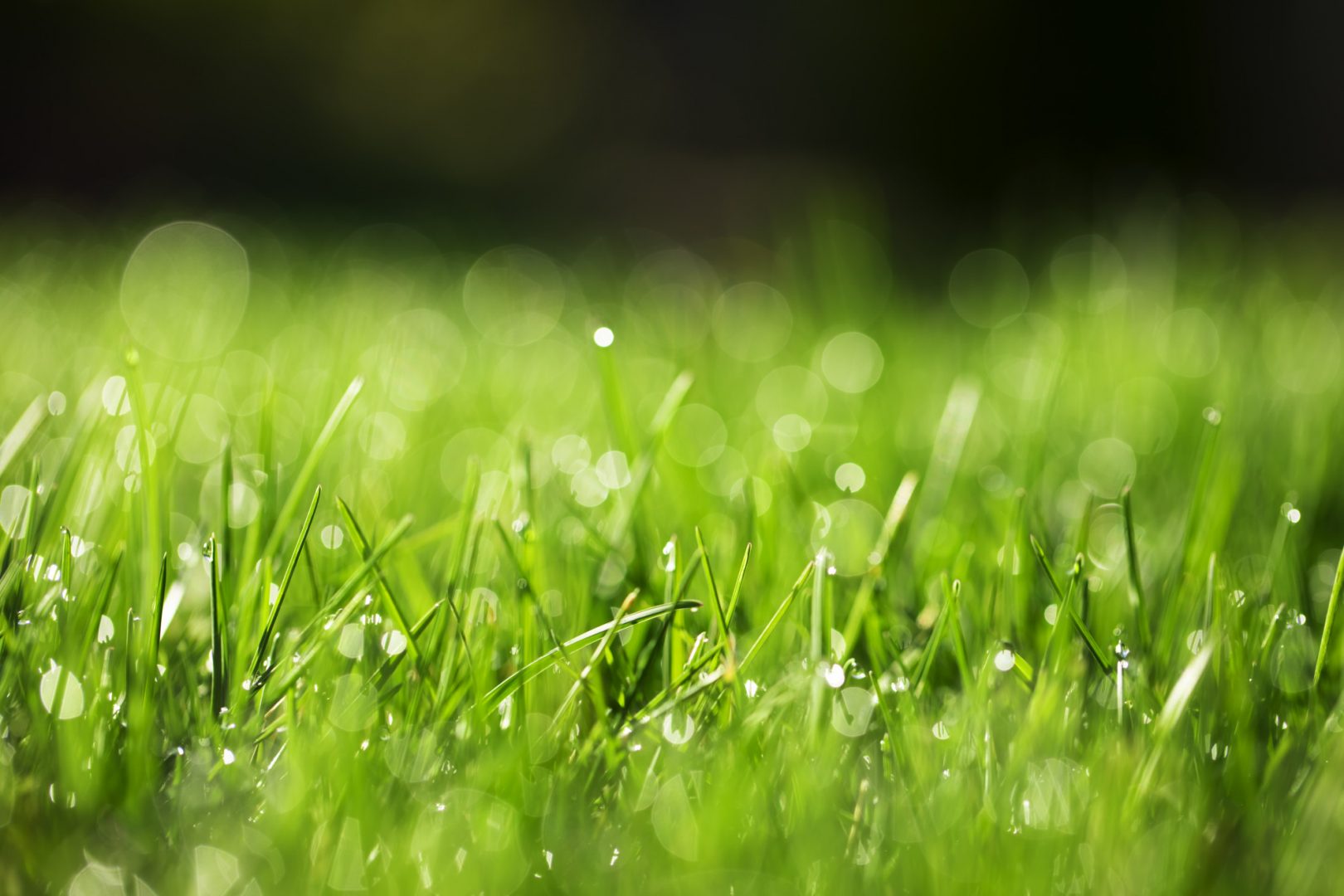Pelouse. Remonter. Ravigoter. Ceci permettra à votre pelouse de mieux retenir l’humidité, de résister aux parasites et même de ralentir sa croissance.