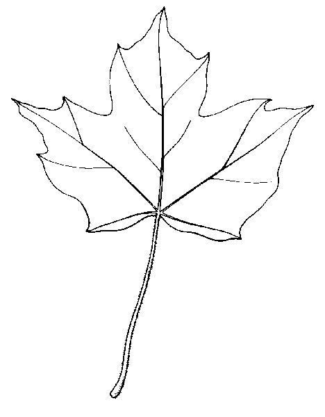 feuilles d'érables: érable noir