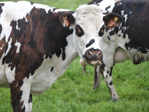 Tripler sa production laitière, est-ce vraiment nécessaire ?