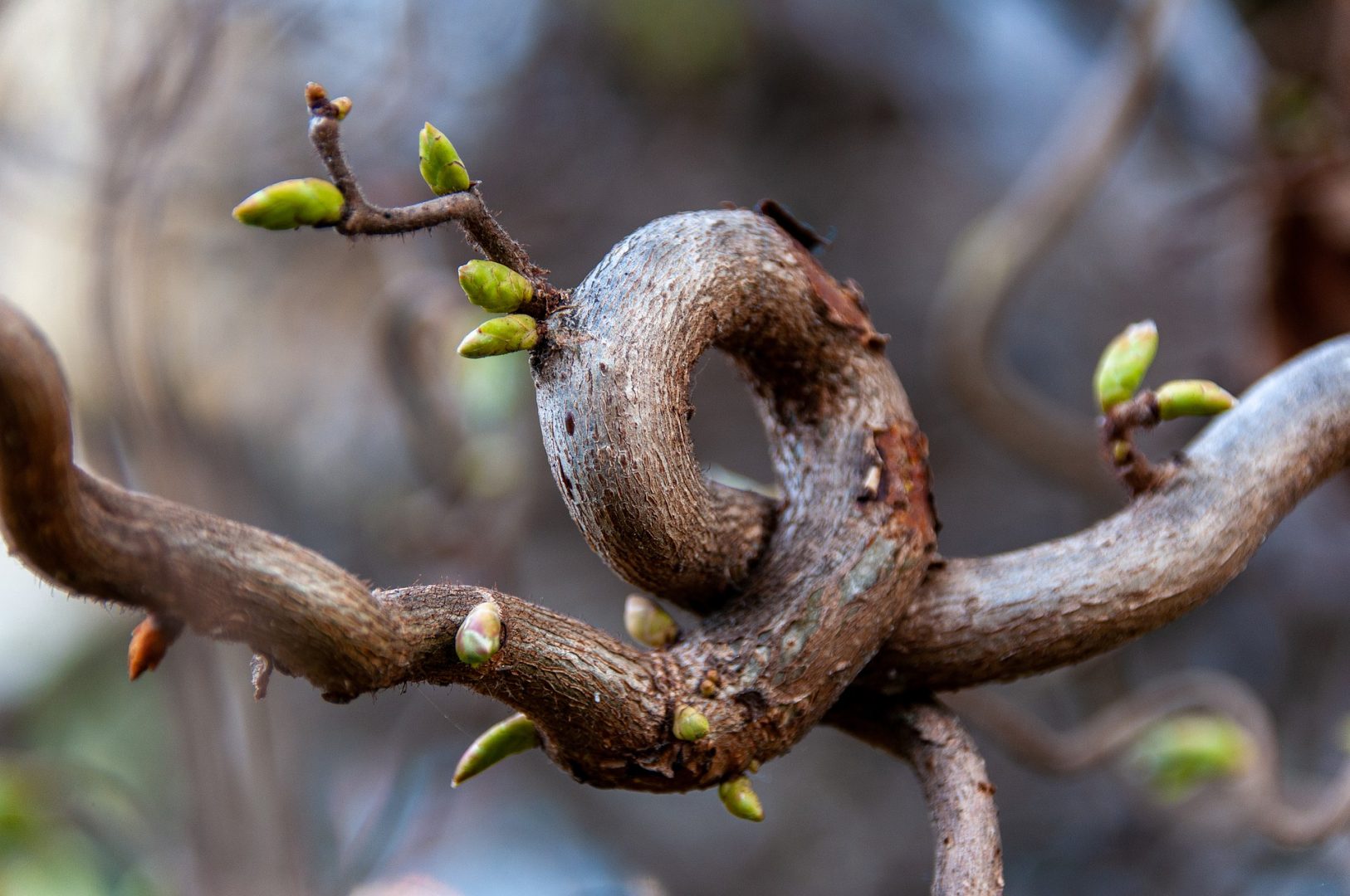 Le printemps est enfin arrivé Image by wal_172619 from Pixabay