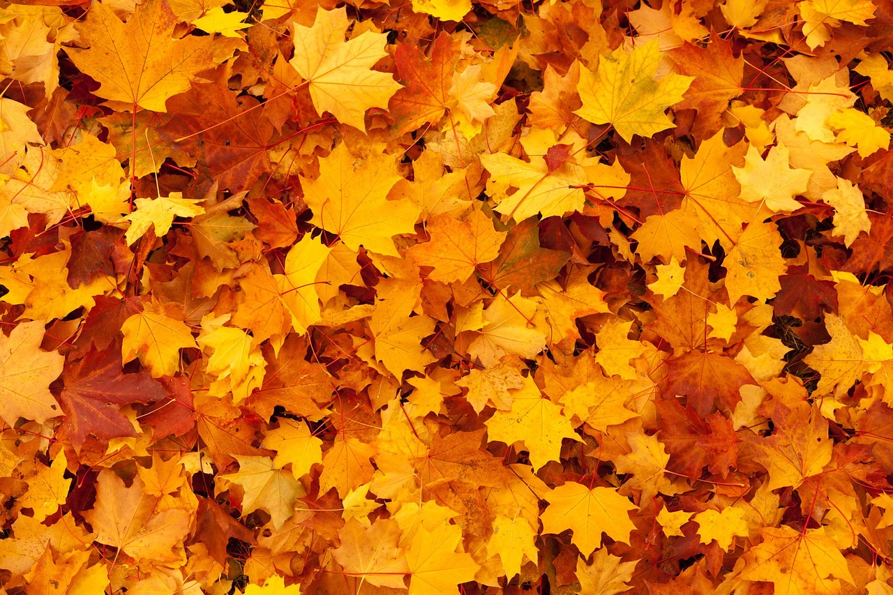 en mode automne, Image par PublicDomainPictures de Pixabay