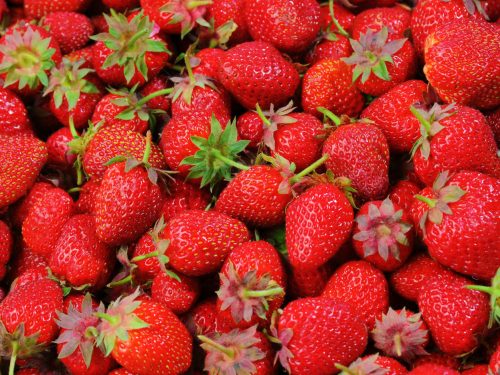 La fraise : Les péripéties d’un petit fruit savoureux