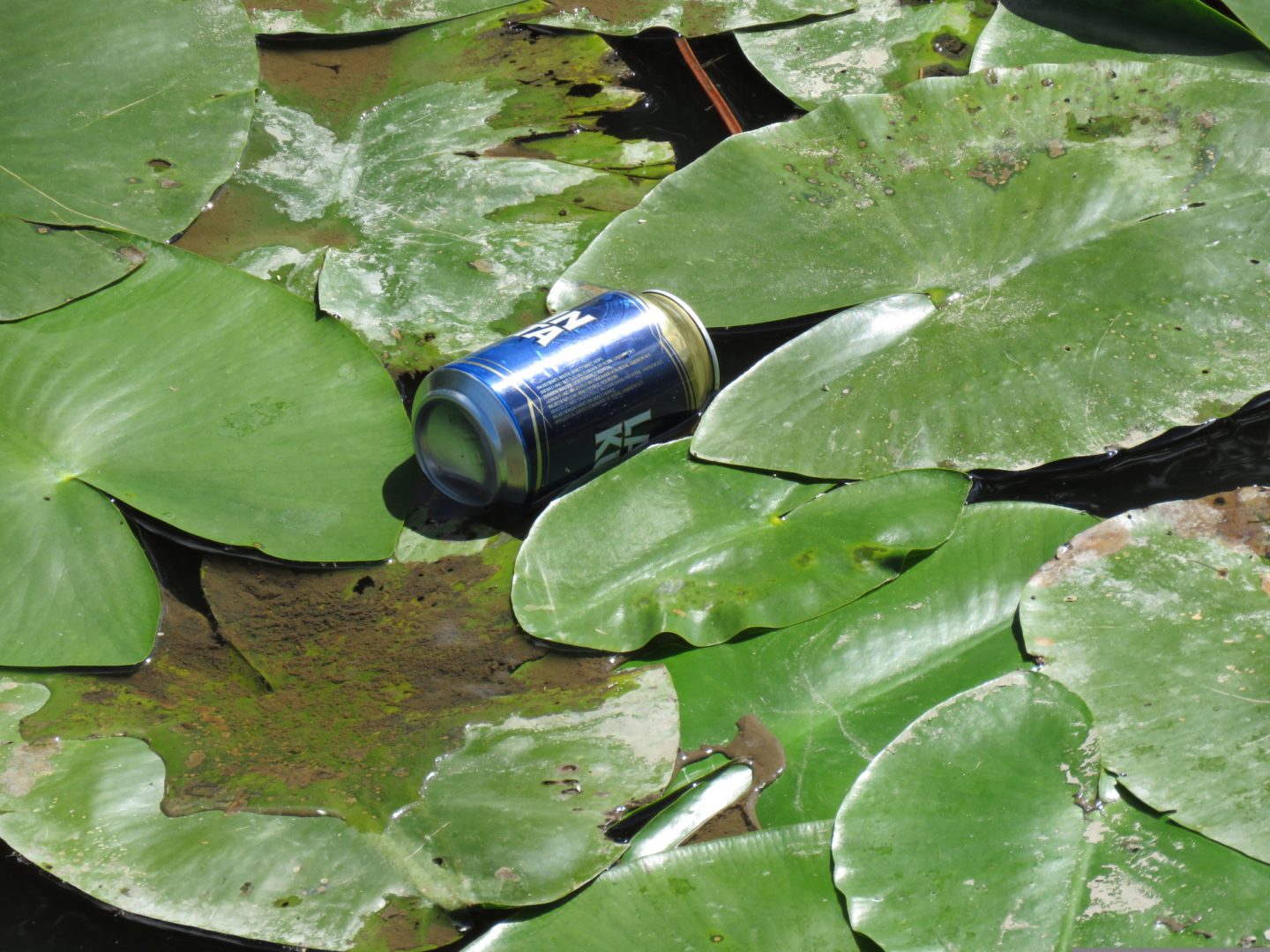 canette dans un étang, sensibilisation à la protection de l'environnement