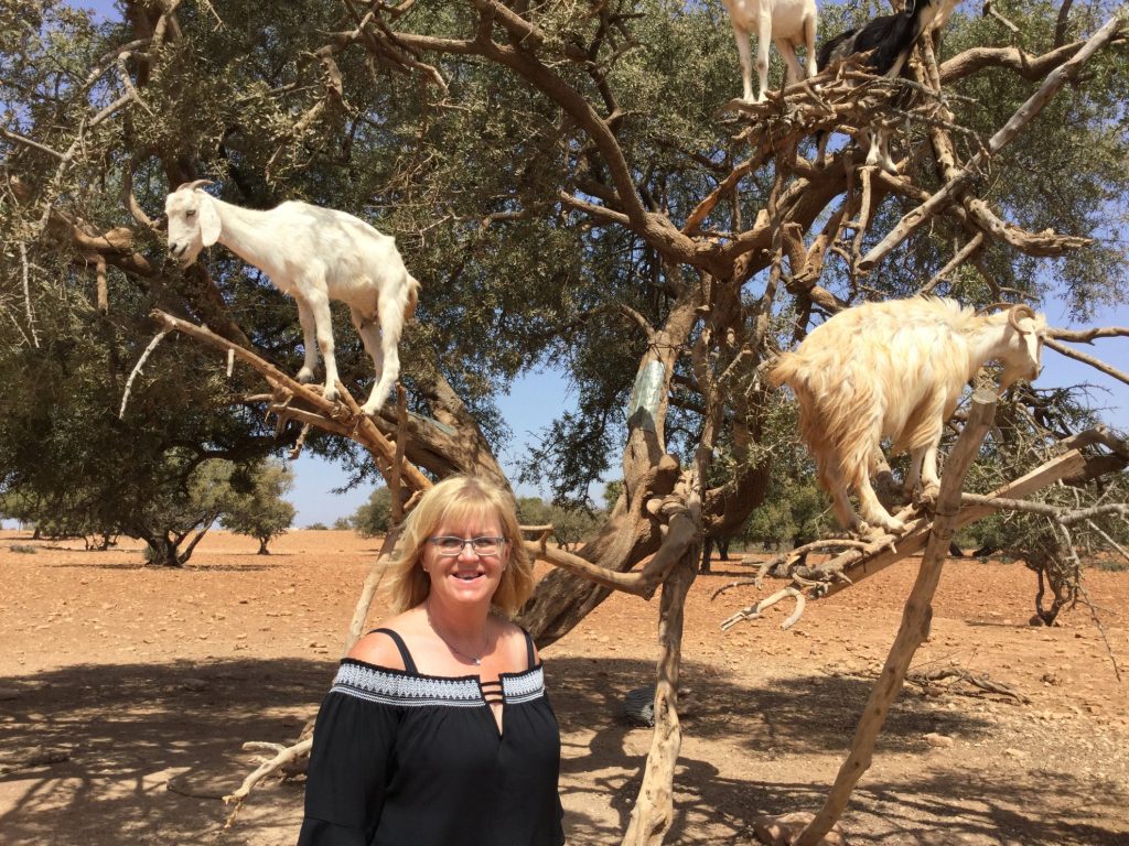 Les chèvres d'argan au Maroc