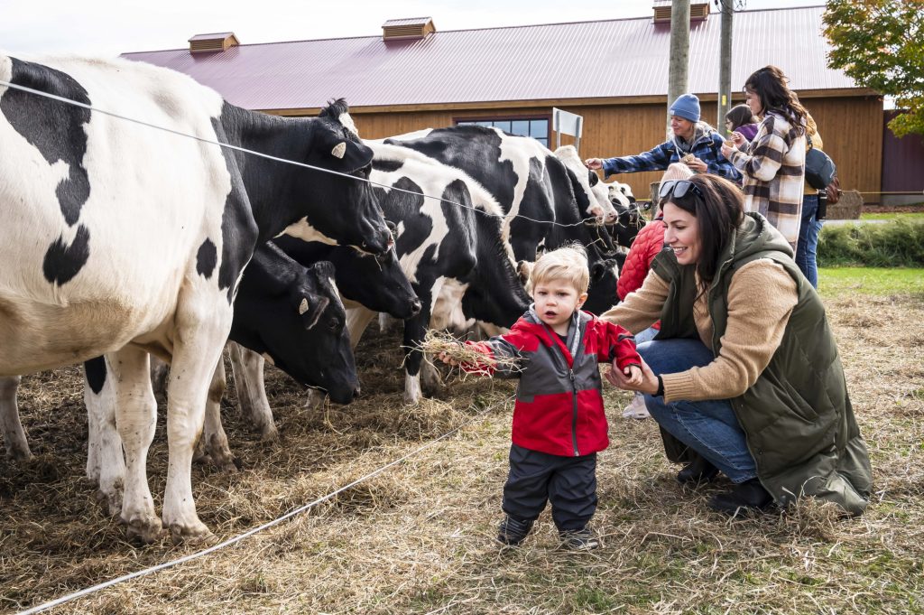 Comptonales 2024, enfant avec vaches