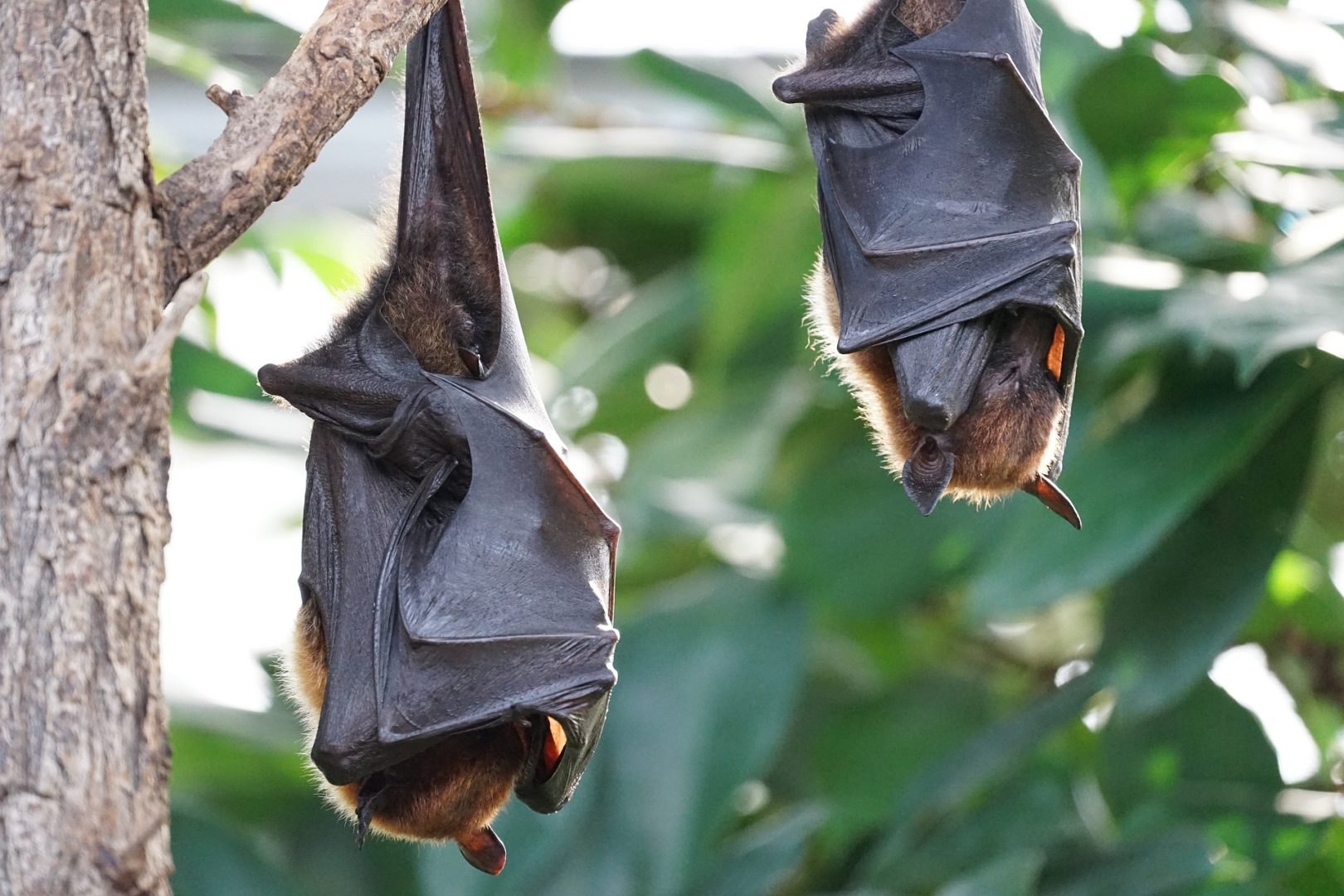 Chauves-souris suspendues