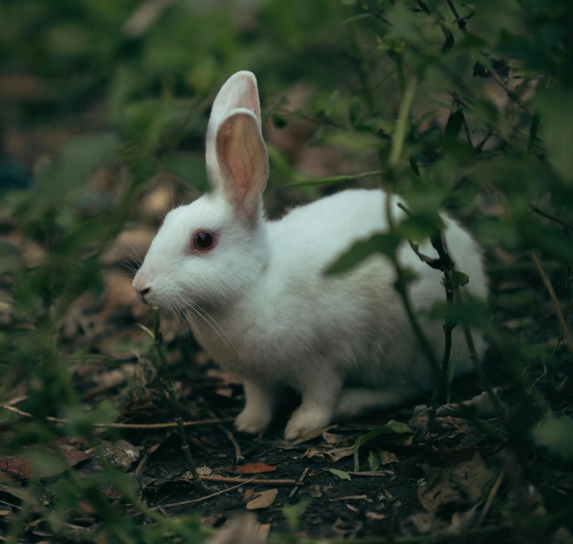 Lapin blanc