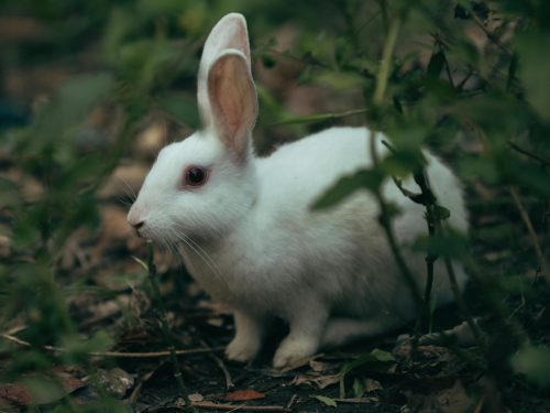 Ressemblez-vous au lapin blanc d’Alice au Pays des Merveilles?