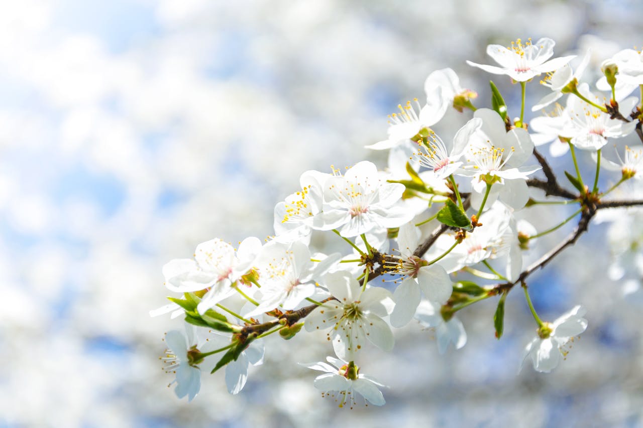 cerisier en fleur au printemps