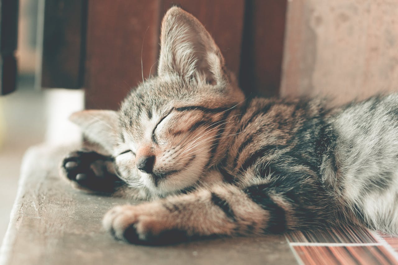 Un chaton qui dort